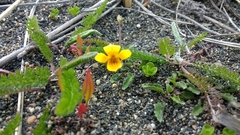 Viola maculata