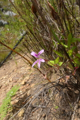 Pelargonium pseudosetulosum