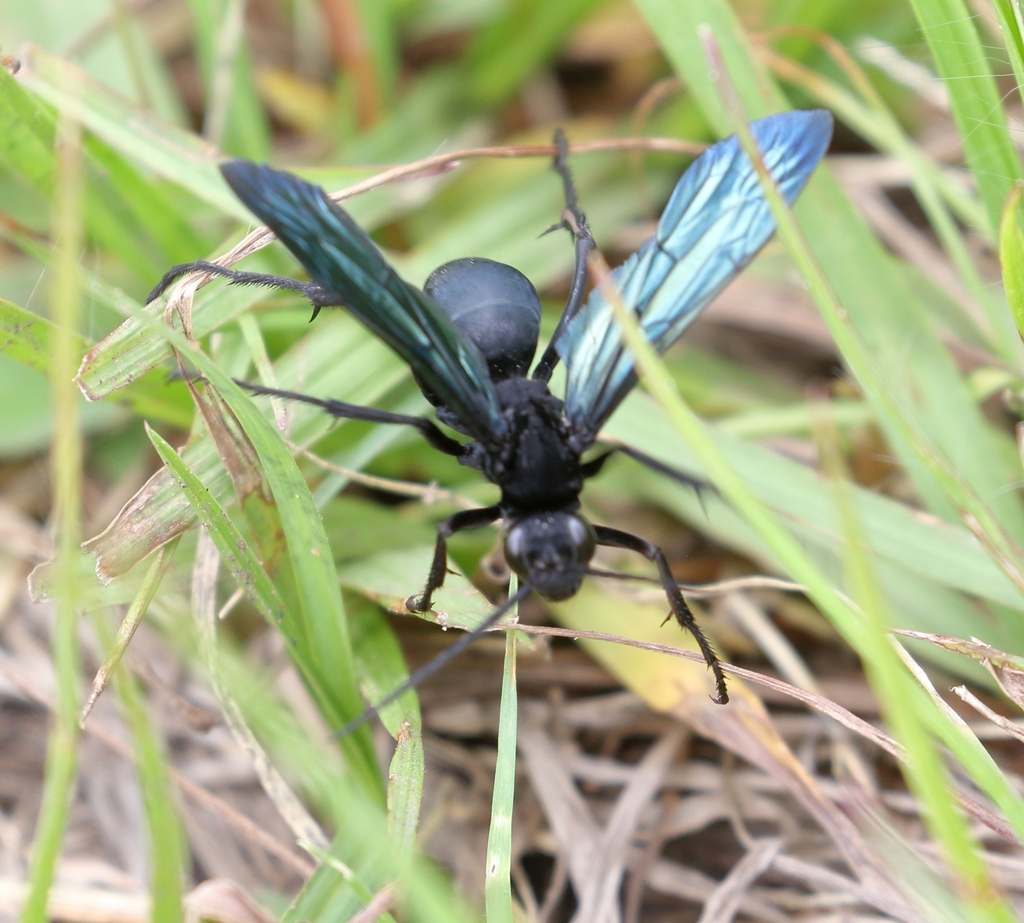 Cyphononyx obscurus