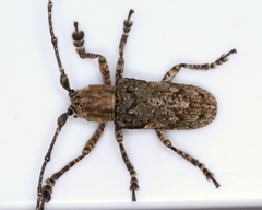 Rhytiphora