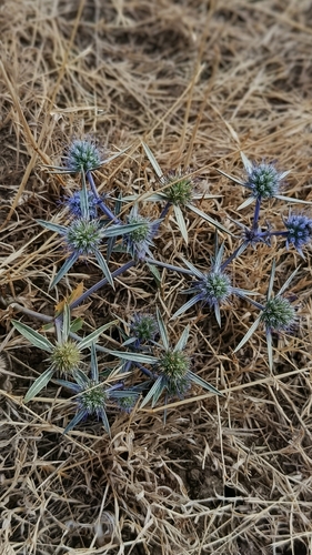 Blue sea holly