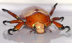 Anoplognathus viriditarsis