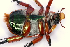Anoplognathus viriditarsis