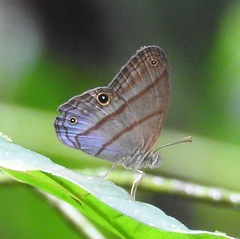 Amiga arnaca adela
