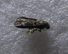 Corocosma memorabilis