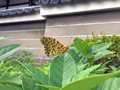 Argynnis hyperbius