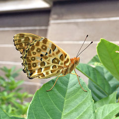 Argynnis hyperbius