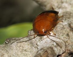Blattoidae