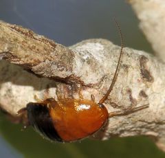Blattoidae