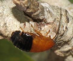Blattoidae