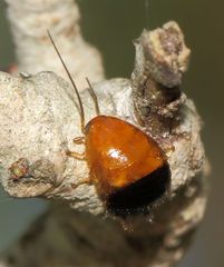 Blattoidae