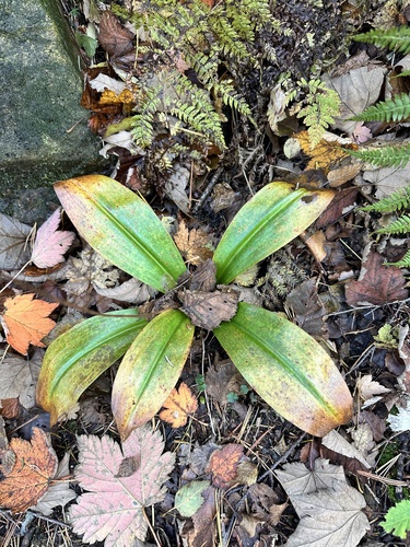 Bead Lily (Clintonia udensis)