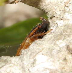 Blattoidae