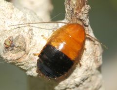 Blattoidae