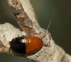 Blattoidae