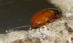 Blattoidae