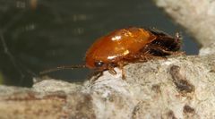 Blattoidae