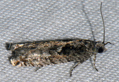 Pseudexentera mali