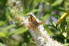 Lycaena enysii