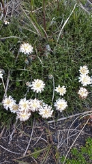 Hypochaeris incana