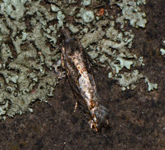 Pseudexentera mali