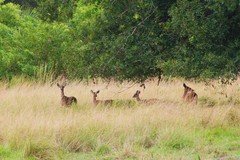 Odocoileus virginianus seminolus