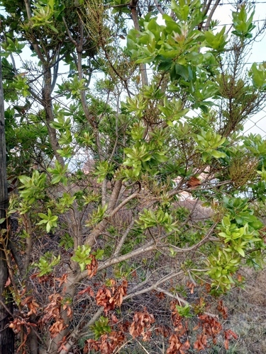 Broadleaf Waxberry