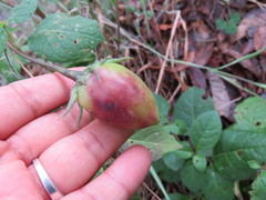 Lycianthes dejecta