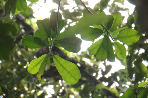 Parartocarpus observed 2018-02-13