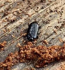 Platylomalus aequalis