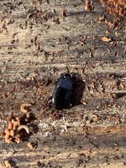 Platylomalus aequalis