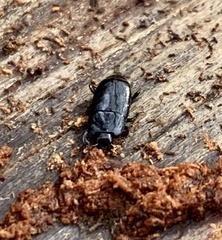 Platylomalus aequalis