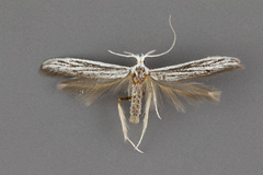 Coleophora discostriata