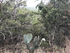 Opuntia cacanapa