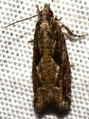 Gretchena watchungana