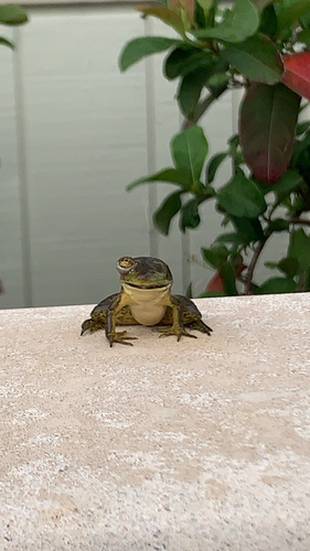American Bullfrog photographed in Florida