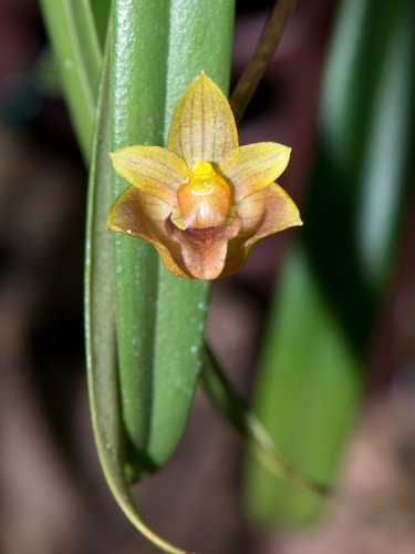 Capillipes Orchid