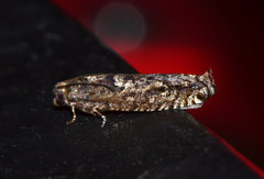 Pseudexentera spoliana