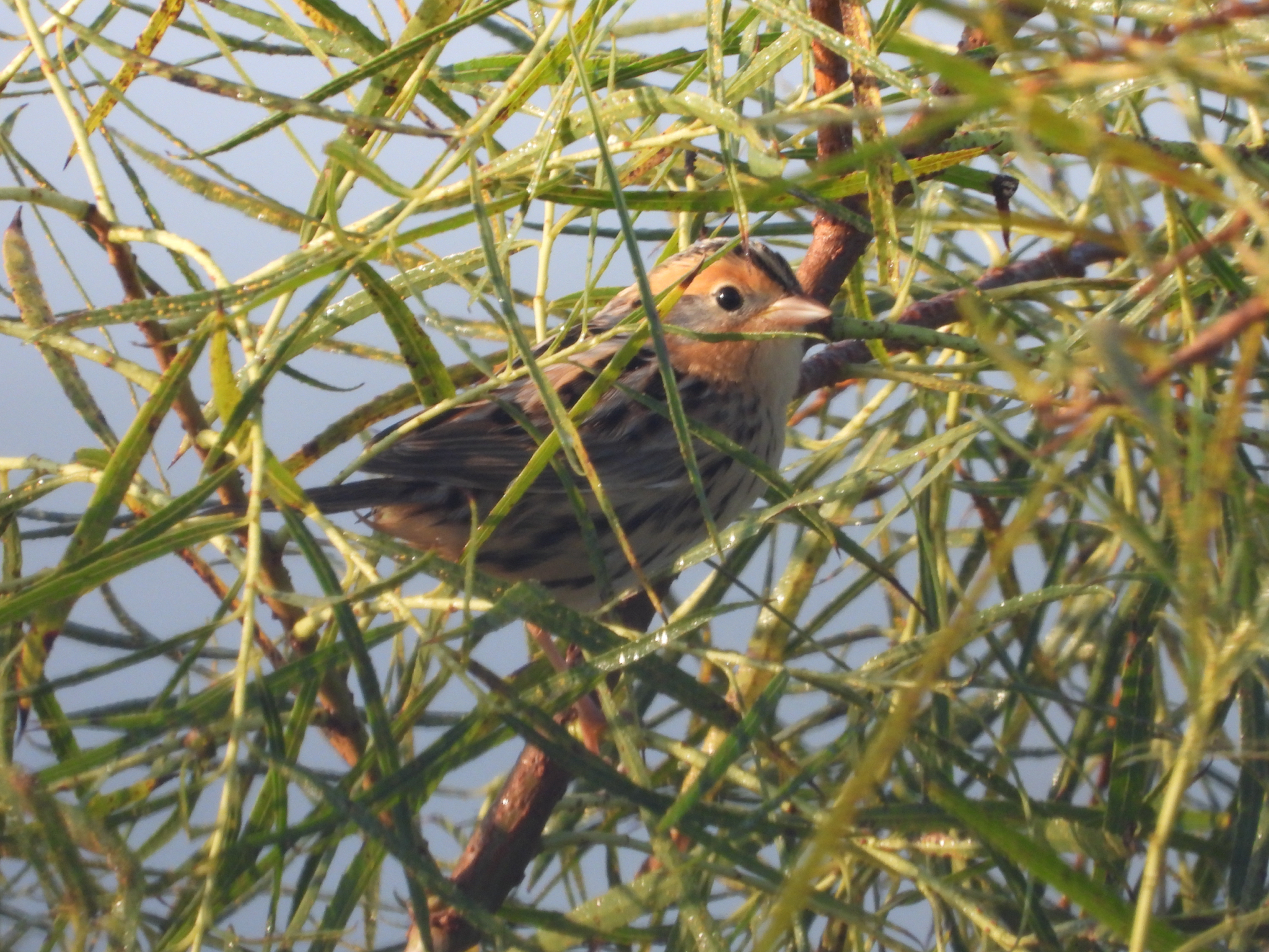 Ammospiza leconteii (Audubon, 1844)