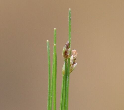 Eleocharis acicularis iNat (2)