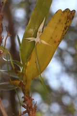 Jumellea arborescens