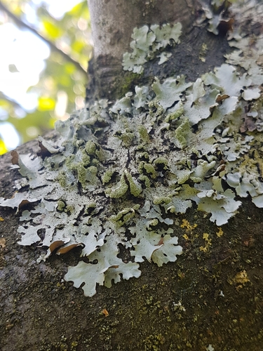 shield lichens, sunburst lichens, rosette lichens, and allies