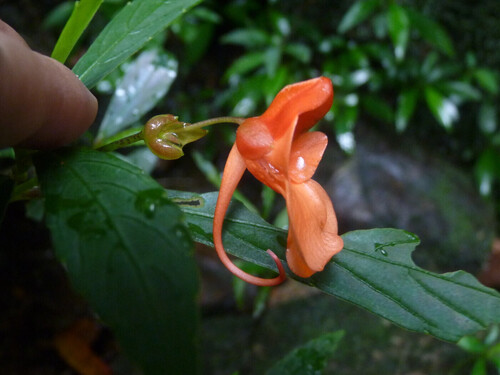 Meghalaya balsam (Impatiens acuminata)