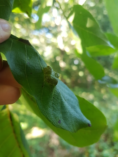 Walnut Blister Mite