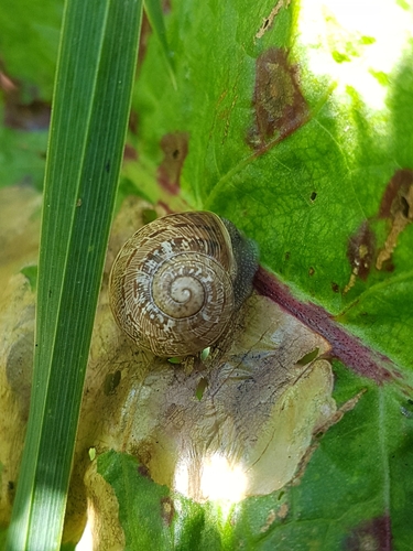 Garden Snail