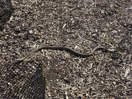 Eastern Brown Snake sighting