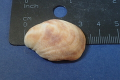 Crepidula fornicata image