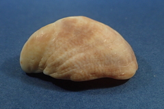 Crepidula fornicata image