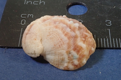 Spiny Slippersnail