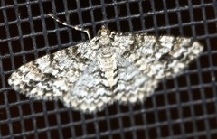 Myrioblephara desumpta